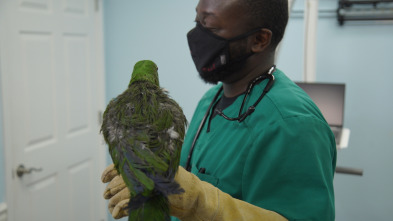 Imagen de Critter fixers:...: Ningún pájaro se queda atrás - 1