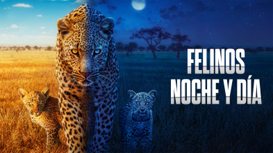 Imagen de Felinos noche y día  - 2