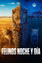 Imagen de Felinos noche y día  - 1