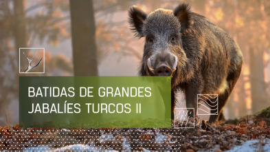 Imagen de Batidas de grandes jabalies turcos. 2ª parte - 2