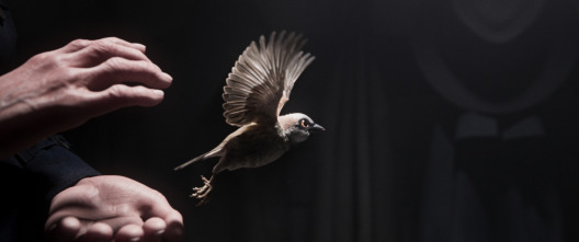 Imagen de El canto de un gorrión - 5