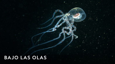 Imagen de Bajo las olas  - 2