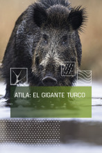 Imagen de Attila, el gigante turco - 1