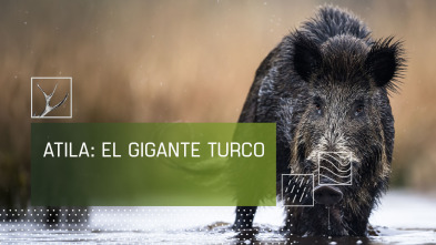 Imagen de Attila, el gigante turco - 2
