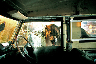 Imagen de Dog Soldiers - 9