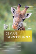 Imagen de De viaje: Operación Jirafa - 1