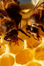 Imagen de ¿Cómo lo hacen?...: Insectos espaciales y mapas mentales de las ardillas - 1