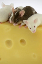 Imagen de ¿Cómo lo hacen? Mundo...: Ratones con queso y manatíes flatulentos - 1