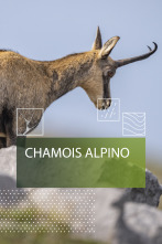 Imagen de Chamois alpino - 1