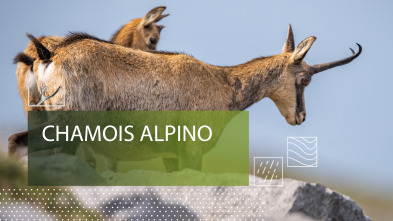 Imagen de Chamois alpino - 2