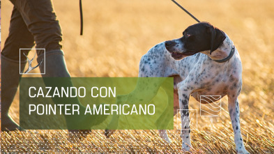 Imagen de Cazando con pointer americano - 2