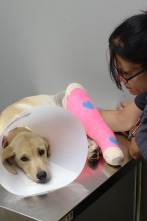 Imagen de Veterinario en apuros: Un largo camino a casa - 1