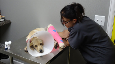 Imagen de Veterinario en apuros: Un largo camino a casa - 2