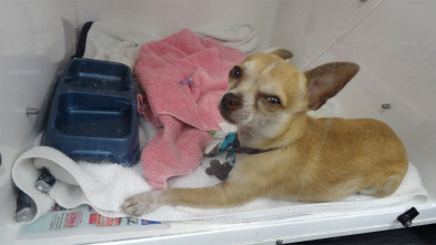 Imagen de Veterinario en apuros: Al límite - 2