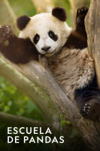 Imagen de Escuela de pandas  - 1