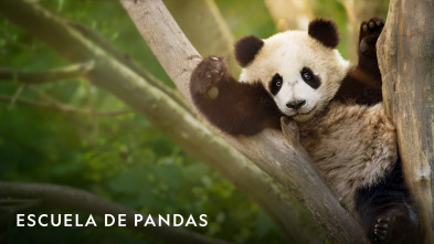 Imagen de Escuela de pandas  - 7