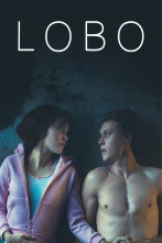 Imagen de Lobo - 1