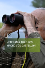 Imagen de Veteranía trás los machos de Castellón - 1
