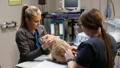 Imagen de Veterinarios de... (T5): Como el perro y el caballo - 1