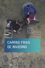 Imagen de Carpas frías de invierno - 1