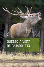 Imagen de Quebec a vista de pájaro (T13) - 1