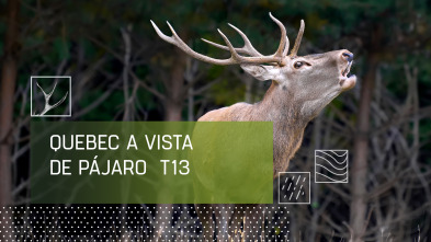 Imagen de Quebec a vista de pájaro (T13) - 2