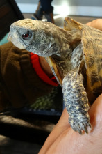 Imagen de Veterinario en apuros: La última esperanza - 1