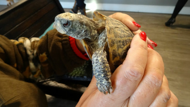 Imagen de Veterinario en apuros: La última esperanza - 2