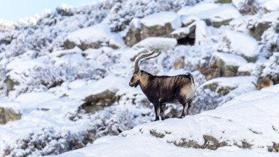 Imagen de Las cumbres de Europa: Gredos, rey de las montañas - 1