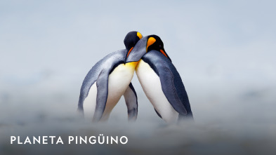 Imagen de Planeta pingüino  - 2