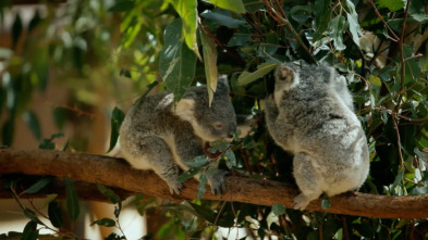 Imagen de Las crías de Australia: Crías del bosque - 1