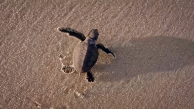 Imagen de Las crías de Australia: Crías de las islas - 1