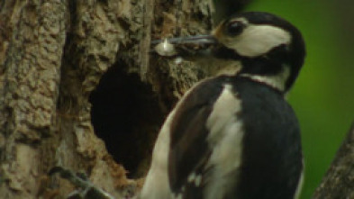 Imagen de Catalunya salvatge: La frontera glacial - 5