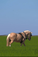 Imagen de Al sur del tiempo: Pontones, caminando con ovejas (Jaén) - 4