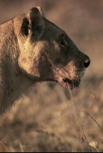 Hermanos leones: de cachorros a reyes