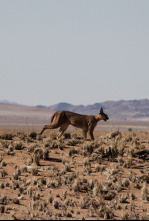 Ataques felinos  