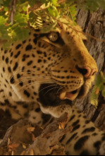 Cazadores de África: Orgullo y prejuicio en las manadas