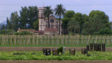 Imagen de El escarabajo verde  - 14
