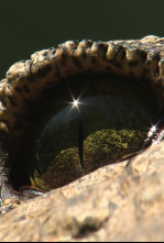 Imagen de El reino letal de África: Kalahari - 6