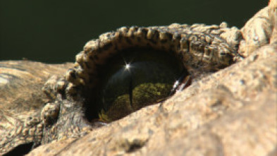 Imagen de El reino letal de África: Kalahari - 7