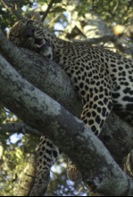 Animales: encuentros...: Cazadores salvajes