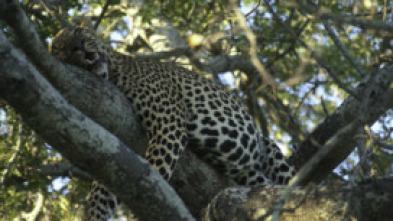 Animales: encuentros...: Grandes y pequeños depredadores