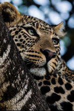 Imagen de Los cinco grandes de África - 7