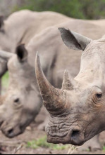Imagen de Wild Sudáfrica: Tierra de gigantes - 6