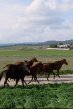 Todo caballo