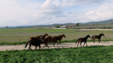 Todo caballo