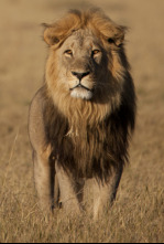 Imagen de Savage Kingdom: lucha...: El ascenso al trono de los leopardos - 5
