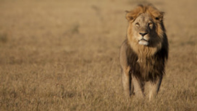 Imagen de Savage Kingdom  - 13