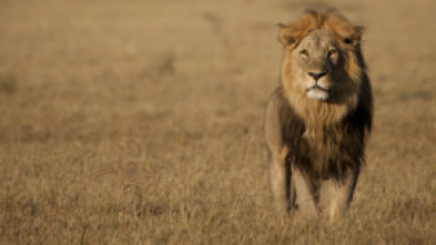 Imagen de Savage Kingdom: lucha...: El ascenso al trono de los leopardos - 6