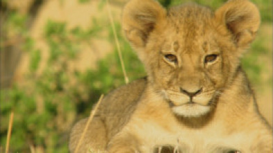 Imagen de Cecil: el legado de un rey - 8